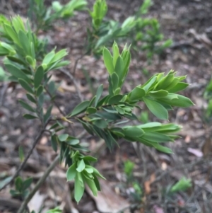 Styphelia triflora at Jerrabomberra, NSW - 31 Oct 2015