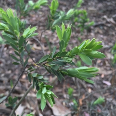 Styphelia triflora (Five-corners) at Jerrabomberra, NSW - 31 Oct 2015 by AaronClausen