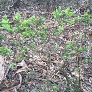 Styphelia triflora at Jerrabomberra, NSW - 31 Oct 2015