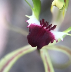 Caladenia atrovespa at Jerrabomberra, NSW - suppressed