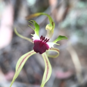 Caladenia atrovespa at Jerrabomberra, NSW - suppressed