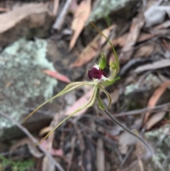 Caladenia atrovespa at Jerrabomberra, NSW - suppressed