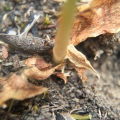 Oligochaetochilus aciculiformis (Needle-point rustyhood) at Mount Jerrabomberra QP - 31 Oct 2015 by AaronClausen