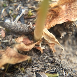 Oligochaetochilus aciculiformis at Jerrabomberra, NSW - suppressed