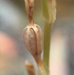 Oligochaetochilus aciculiformis at Jerrabomberra, NSW - suppressed