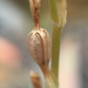 Oligochaetochilus aciculiformis at Jerrabomberra, NSW - suppressed