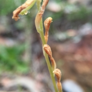 Oligochaetochilus aciculiformis at Jerrabomberra, NSW - suppressed