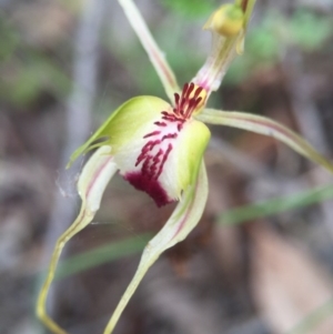 Caladenia atrovespa at Jerrabomberra, NSW - suppressed