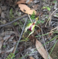 Caladenia atrovespa at Jerrabomberra, NSW - suppressed