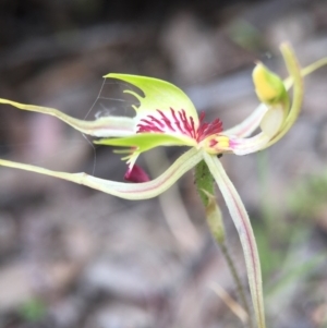 Caladenia atrovespa at Jerrabomberra, NSW - 31 Oct 2015