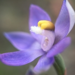 Thelymitra (Genus) (Sun Orchid) at Jerrabomberra, NSW - 31 Oct 2015 by AaronClausen