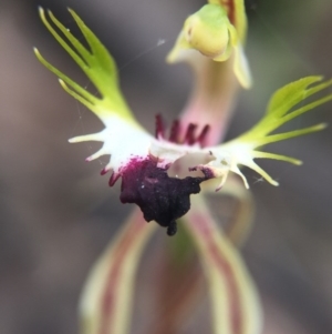 Caladenia atrovespa at Jerrabomberra, NSW - suppressed