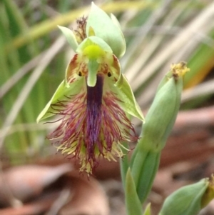 Calochilus montanus at Aranda, ACT - 31 Oct 2015