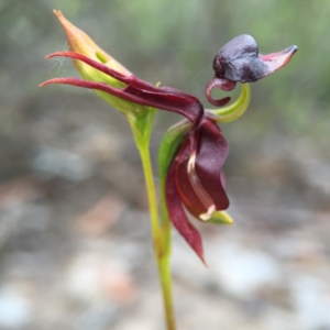 Caleana major at Jerrabomberra, NSW - 31 Oct 2015