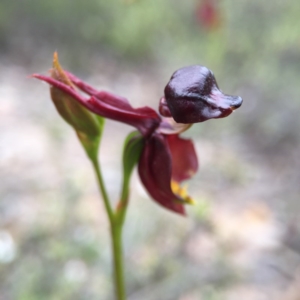 Caleana major at Jerrabomberra, NSW - suppressed