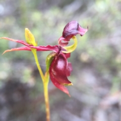 Caleana major at Jerrabomberra, NSW - suppressed