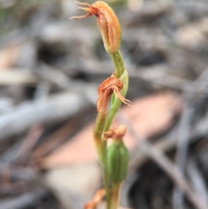 Oligochaetochilus sp. at Mount Jerrabomberra - suppressed