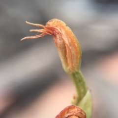 Oligochaetochilus sp. at Mount Jerrabomberra - suppressed