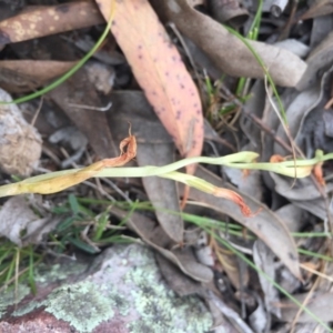 Oligochaetochilus sp. at Mount Jerrabomberra - suppressed