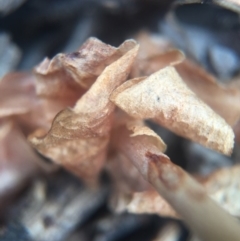 Oligochaetochilus sp. at Mount Jerrabomberra - suppressed