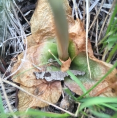 Oligochaetochilus sp. at Mount Jerrabomberra - suppressed