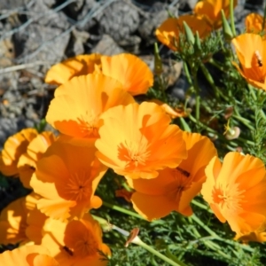 Eschscholzia californica at Monash, ACT - 25 Oct 2015 04:04 PM