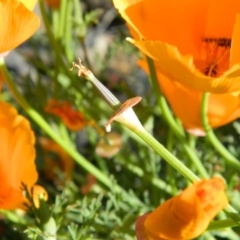 Eschscholzia californica at Monash, ACT - 25 Oct 2015