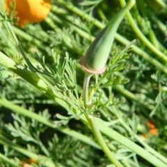 Eschscholzia californica at Monash, ACT - 25 Oct 2015