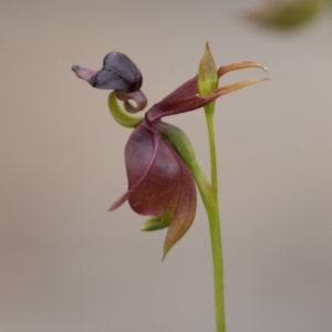 Caleana major at Jerrabomberra, NSW - suppressed