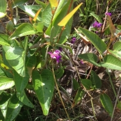 Hardenbergia violacea (False Sarsaparilla) at Kambah, ACT - 1 Nov 2015 by barkingbard