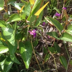 Hardenbergia violacea (False Sarsaparilla) at Kambah, ACT - 31 Oct 2015 by barkingbard