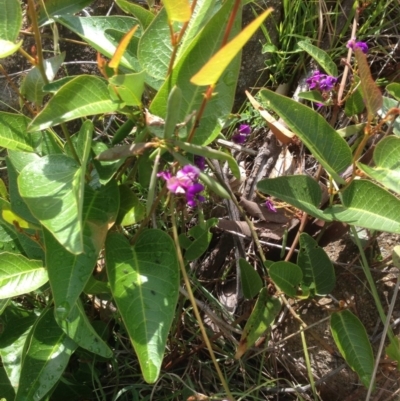 Hardenbergia violacea (False Sarsaparilla) at Kambah, ACT - 31 Oct 2015 by barkingbard