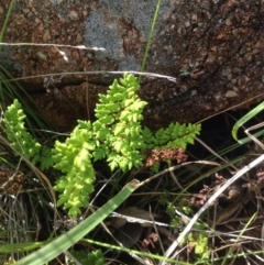 Cheilanthes sieberi at Urambi Hills - 1 Nov 2015 by barkingbard