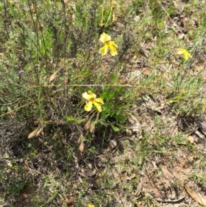 Goodenia paradoxa at Bungendore, NSW - 1 Nov 2015 12:50 PM