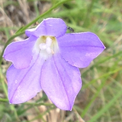 Wahlenbergia sp. (Bluebell) at Kambah, ACT - 31 Oct 2015 by barkingbard
