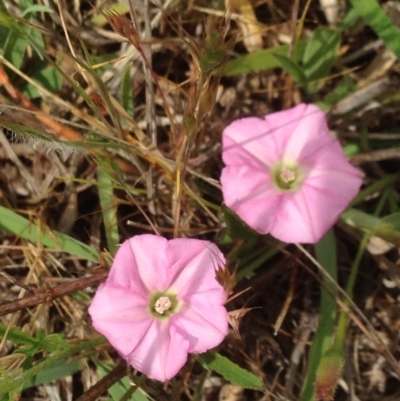 Convolvulus angustissimus subsp. angustissimus at Urambi Hills - 1 Nov 2015 by barkingbard