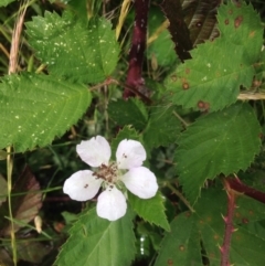 Rubus anglocandicans (Blackberry) at Kambah, ACT - 31 Oct 2015 by barkingbard