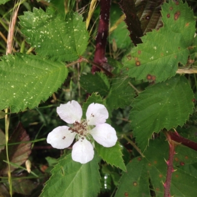 Rubus anglocandicans (Blackberry) at Urambi Hills - 31 Oct 2015 by barkingbard