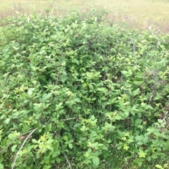 Rubus anglocandicans at Kambah, ACT - 1 Nov 2015 10:47 AM