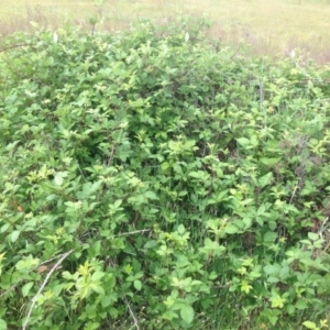 Rubus anglocandicans at Kambah, ACT - 1 Nov 2015 10:47 AM