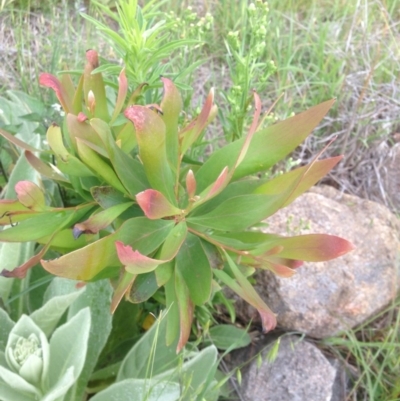 Unidentified at Urambi Hills - 1 Nov 2015 by barkingbard