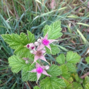 Rubus parvifolius at Urambi Hills - 1 Nov 2015 11:19 AM