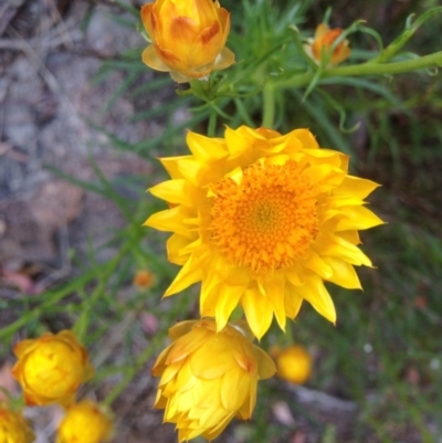 Xerochrysum viscosum (Sticky Everlasting) at Urambi Hills - 1 Nov 2015 by barkingbard