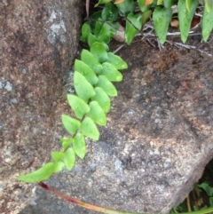 Pellaea calidirupium (Hot Rock Fern) at Urambi Hills - 1 Nov 2015 by barkingbard