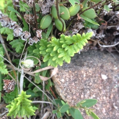 Cheilanthes distans (Bristly Cloak Fern) at Urambi Hills - 1 Nov 2015 by barkingbard