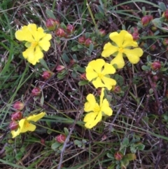 Hibbertia obtusifolia (Grey Guinea-flower) at Urambi Hills - 1 Nov 2015 by barkingbard