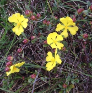 Hibbertia obtusifolia at Urambi Hills - 1 Nov 2015