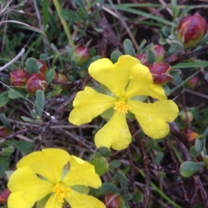 Hibbertia obtusifolia at Urambi Hills - 1 Nov 2015