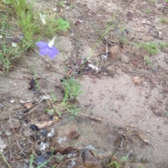 Wahlenbergia multicaulis (Tadgell's Bluebell) at Urambi Hills - 1 Nov 2015 by barkingbard