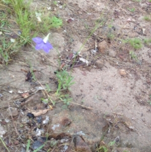 Wahlenbergia multicaulis at Urambi Hills - 1 Nov 2015 12:18 PM